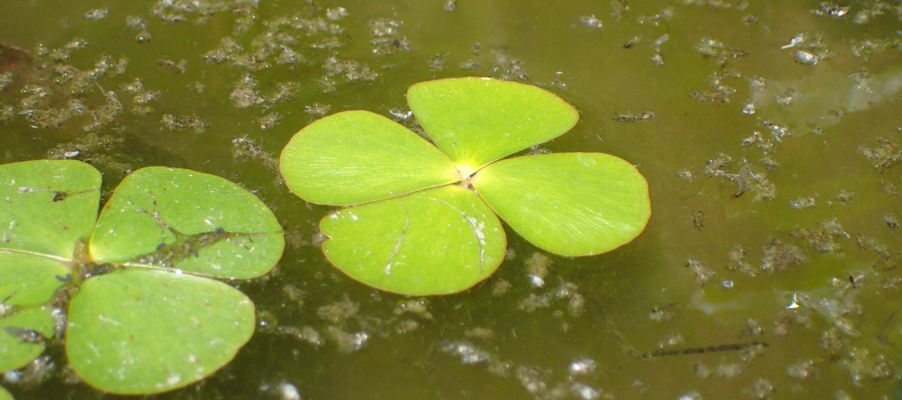 Marsilée à quatre feuilles