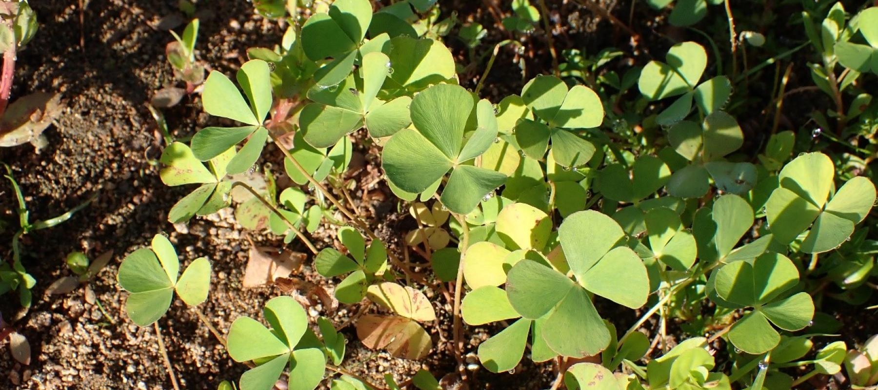 Marsilée à quatre feuilles