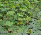 marsilea quadrifolia