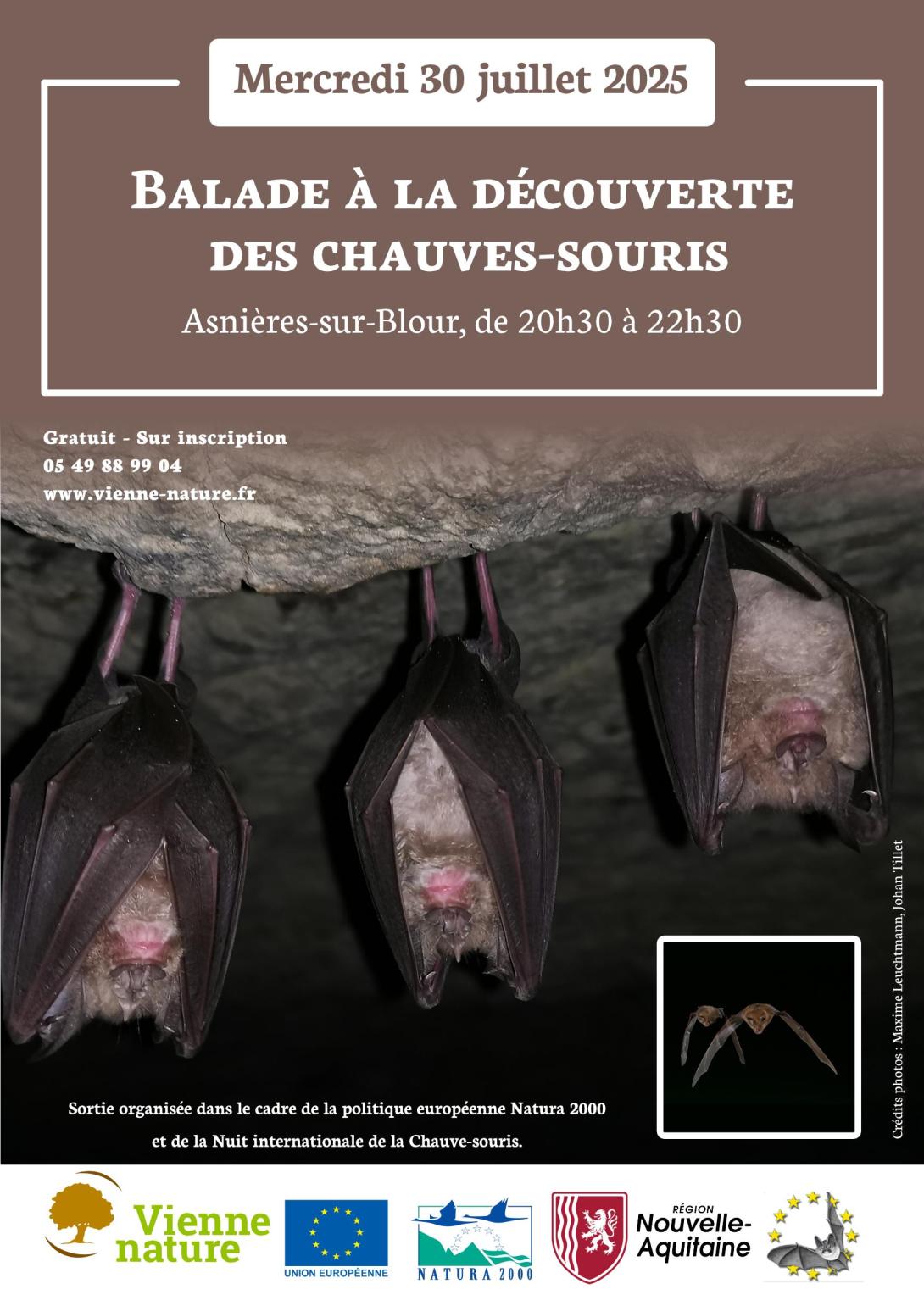 Affiche animation chauve-souris
