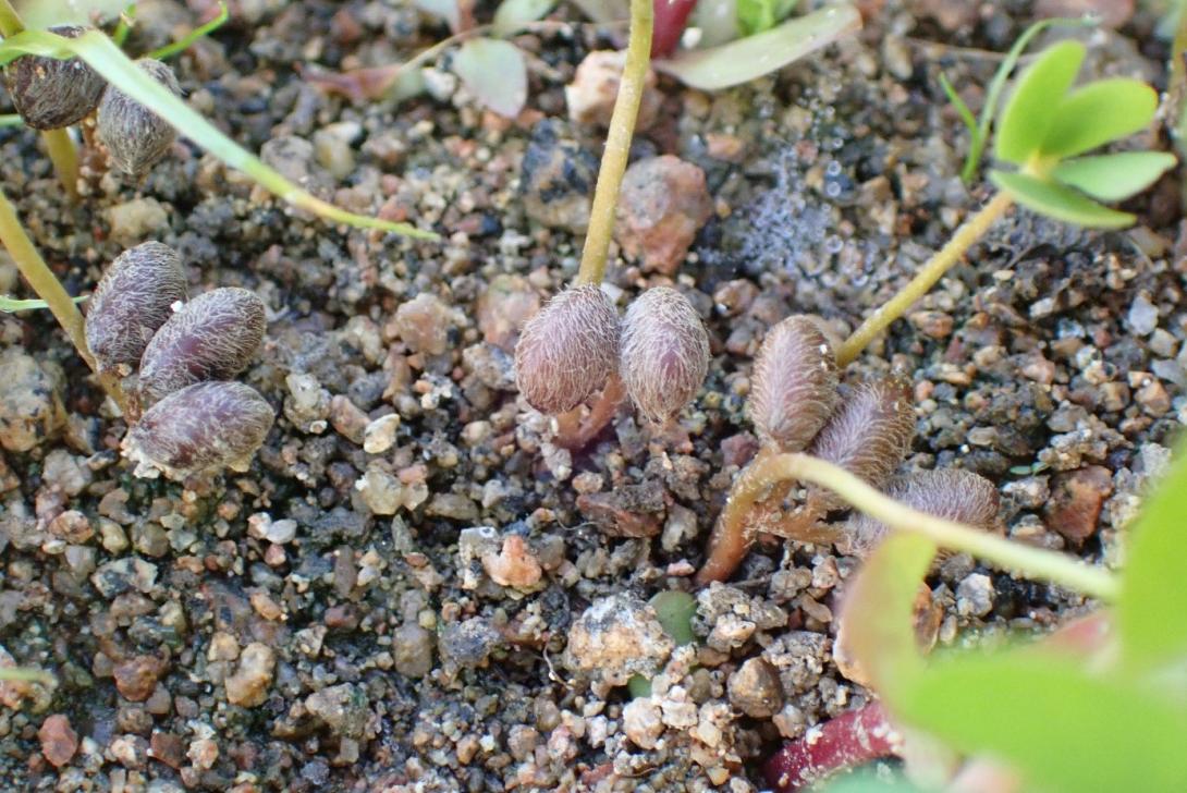 Fructification de la Marsilée à quatres feuilles