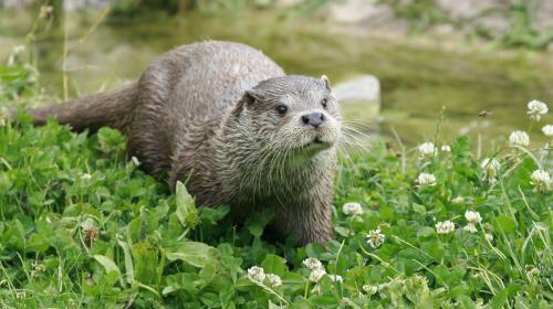 loutre.jpg