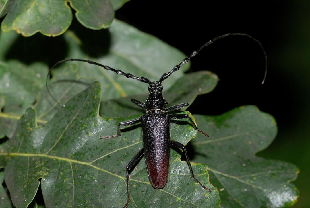 cerambyx_cerdo.jpg